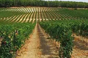 泰斯特山谷：柏林葡萄酒大赛金奖产品来自西西里岛的西拉佳酿