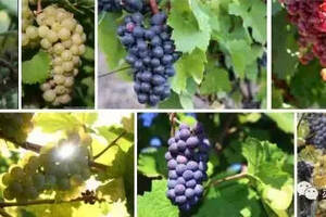 为什么有些葡萄可以被称为国际葡萄品种？