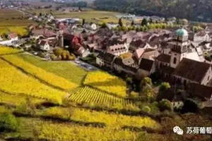 法国葡萄酒产区知识点之很像德国的阿尔萨斯