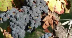 不是所有的葡萄品种，都可以酿造葡萄酒
