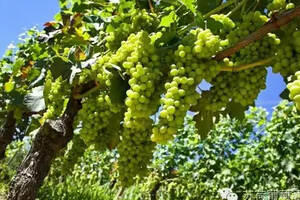 爱你的莫斯卡托：只有美妙的意大利才能酿出如此美妙的甜白葡萄酒