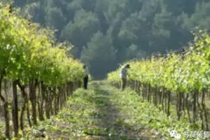 红葡萄种植在温暖区域，白葡萄种植在凉爽区域，这是为什么？