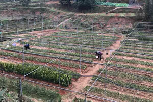 乐山地杰农林科技：建设油茶种植基地推进产业发展
