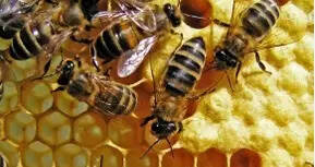 蜂蜜的保健功能无充分科学证据不可信
