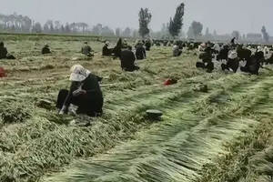 “割青麦作饲料”，中国奶业协会做出解释，我们是否也该这样看？