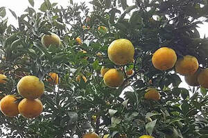 金石井柑橘品质与文化结合成就区域特色果品优势