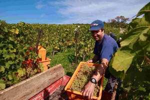 澳大利亚：中国葡萄酒市场志在必得