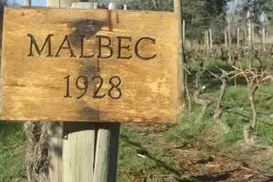 马尔贝克日|源自法国的它，为何成为阿根廷的标志性品种？