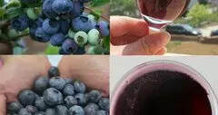 如何自制蓝莓酒，简单的蓝莓酒做法