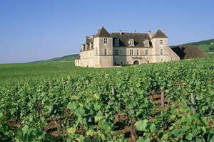 是谁，成就了法国葡萄酒界的皇后勃艮第