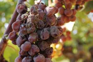 你是否听过澳大利亚10个新兴葡萄品种?