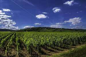 贺兰山葡萄酒产区：适合葡萄生长的土地