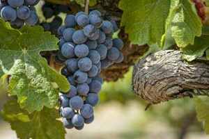 新的葡萄品种是怎么来的呢
