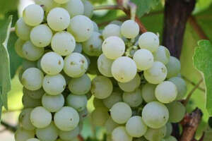 摩尔多瓦葡萄酒系列之三—葡萄品种