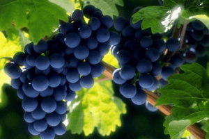 酿酒葡萄与鲜食葡萄有什么区别你知道吗？