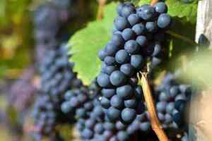 葡萄品种自身具有哪些特性（葡萄品种排名前十）