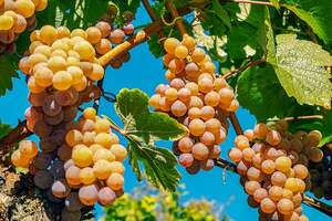 芳香葡萄品种有哪些？芳香葡萄品种介绍