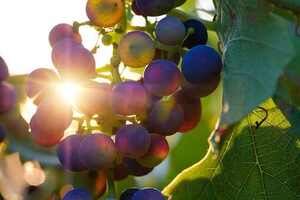 让小编带大家去详细的了解一下几种葡萄品种吧！
