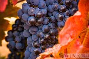 这些葡萄品种常用于酿造红葡萄酒