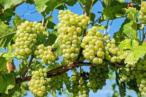 有谁是知道了解过纳帕谷三大葡萄品种详细信息的呢？