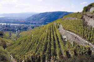 罗纳河谷葡萄酒产区的风土究竟有多特别带你去罗纳河谷葡萄酒产区看看你就知道了