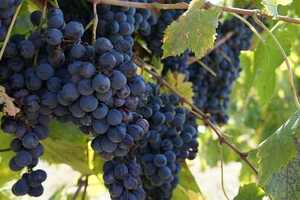 关于酿酒葡萄特浓情品种