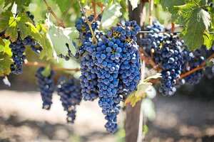 南非红葡萄品种——皮诺塔吉