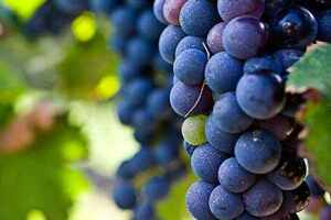 贺兰山东麓葡萄酒的生产历史是怎么样的呢