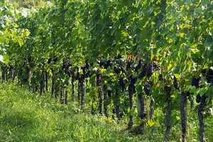 各位对于意大利的葡萄酒产区的内容是了解多少呢？