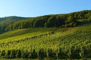 意大利葡萄酒的产区是哪里
