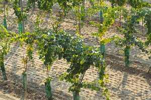 带各位去西班牙葡萄酒产区的纳瓦拉详细了解一番吧！
