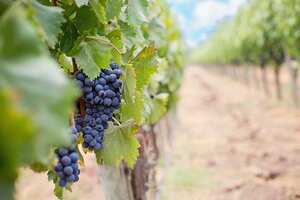 智利葡萄园的生物多样性如何酿造更好的葡萄酒