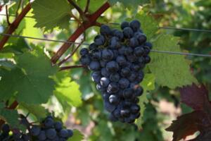 德国红葡萄品种——丹菲特和葡萄牙人