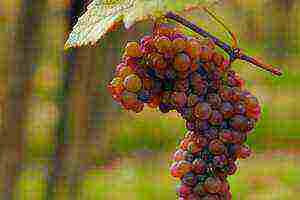 关于波尔多白葡萄酒的品种和风味特征