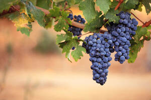 关于优质葡萄对于生长环境的要求大家知道多少呢？