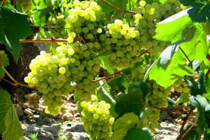 法国十大白葡萄品种有哪些我们了解多少呢？
