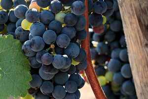 大家知道过法国的不同品种葡萄风格吗？海怎样的呢？