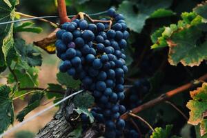 酿酒葡萄品种：歌海娜（Grenache）