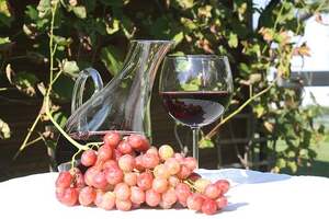 酿酒葡萄和鲜食葡萄有什么区别（酿酒葡萄和鲜食葡萄有什么区别?）