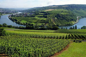 关于卢森堡葡萄酒，你了解多少？