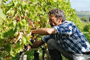 波尔多：新葡萄品种保护未来发展