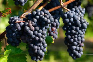 一分钟搞懂最贵、最受欢迎葡萄酒——黑皮诺