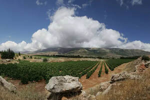 黎巴嫩：古老本土品种的复兴