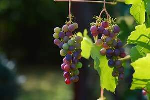 较常见的葡萄酒酿酒葡萄品种我们看到有哪些呢？