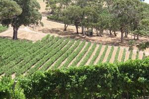 21世纪的澳大利亚葡萄酒产区发展
