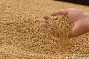 端午踩曲，为什么说小麦和稻草的选择是大事？