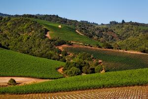 美国加州酿酒葡萄的历史（美国加州的由来和历史）