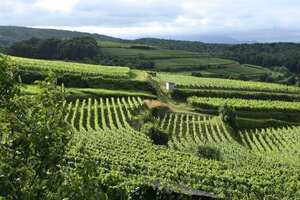 法国哪些地区产葡萄酒（法国有哪些葡萄酒）