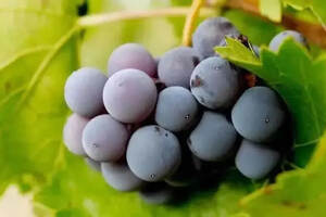 西班牙葡萄酒的差异化风味，来源于独具特色又多样化的葡萄品种