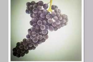 内比奥罗葡萄品种的特点（意大利内比奥罗葡萄品种及产区）